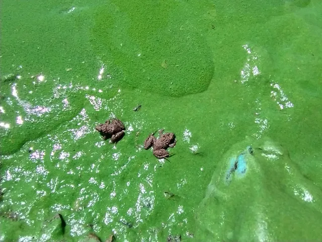 Cómo afecta la salinidad a cianobacterias productoras de toxinas