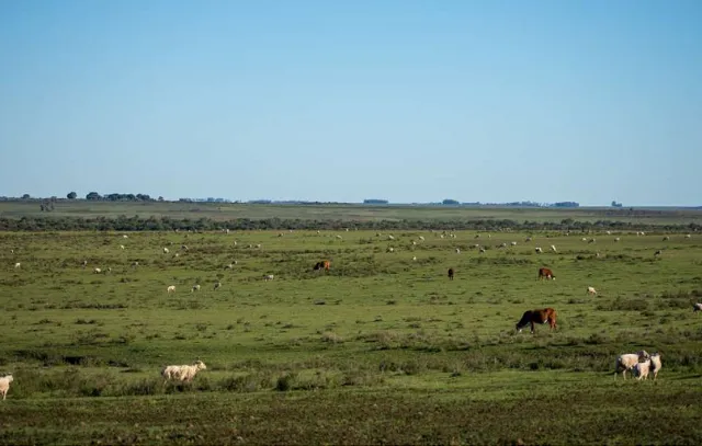 Este 11 de noviembre se celebró el Día Nacional del Campo Natural Uruguayo