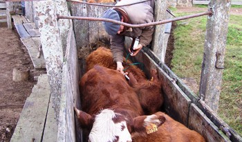 Uruguay inmunizará contra la fiebre aftosa a 11,5 millones de bovinos desde el 15 de febrero