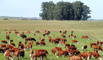 Uruguay cumplió con exigencias internacionales para garantizar estatus sanitario de exportaciones de carnes