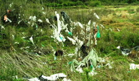 Gobierno ampliará prohibición de plásticos e insta a comercios pequeños a usar bolsas biodegradables