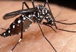 Alertan sobre casos de dengue en la región