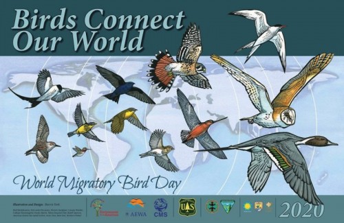 9 de Mayo 2020 Día Mundial de las Aves Migratorias