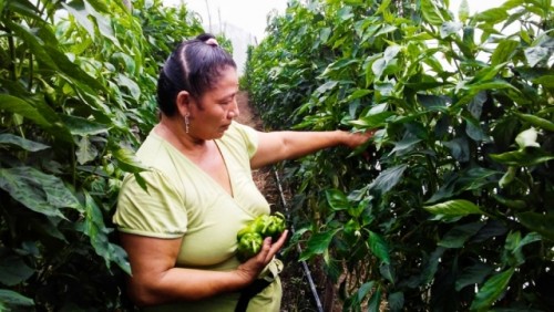 La agricultura sostenible en El Salvador ayuda a las familias  a superar desafíos del cambio climático y la COVID-19