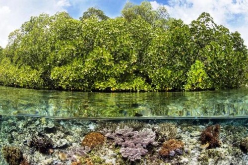 Se acaba el tiempo para los arrecifes de coral: nuevo informe
