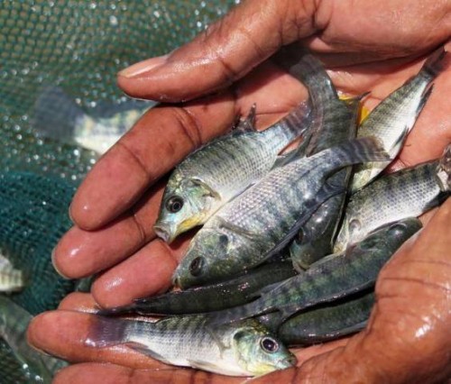 La pesca y la acuicultura mundiales gravemente afectadas por la pandemia de COVID-19, según un informe de la FAO