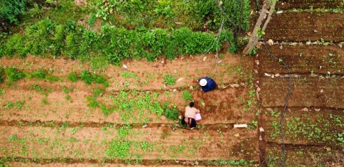 Vinculando familias, granjas y escuelas en Guatemala