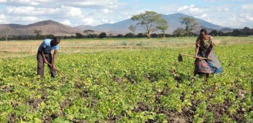 Pequeños agricultores de Tanzania reciben apoyo para mejorar la seguridad alimentaria ante la pandemia de COVID-19