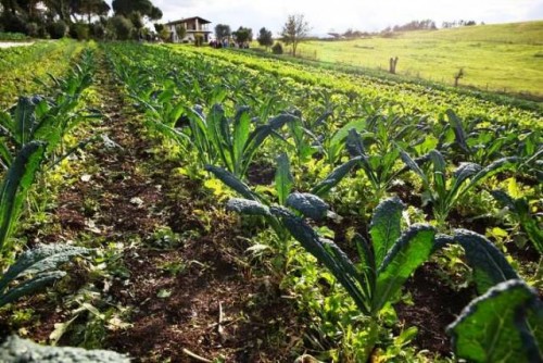 La FAO lanza herramientas prácticas para fomentar el secuestro de carbono orgánico del suelo