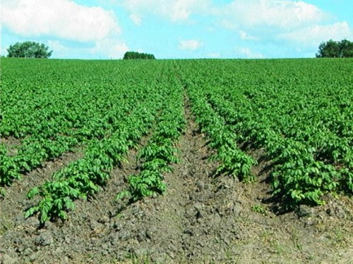 DGSA establece nuevos requisitos fitosanitarios para la introducción al país de papa (Solanum tuberosum) semilla