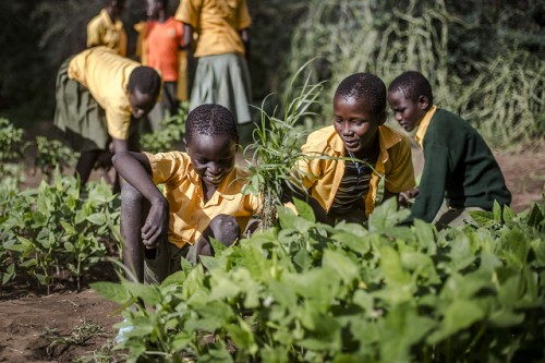 La tecnología innovadora puede contribuir a frenar el trabajo infantil en la agricultura