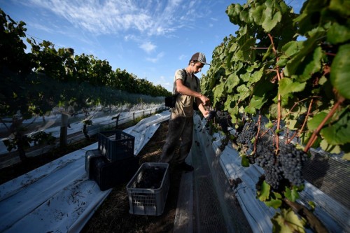 Sequía: productores vitivinícolas recibirán una partida de 60 millones de pesos