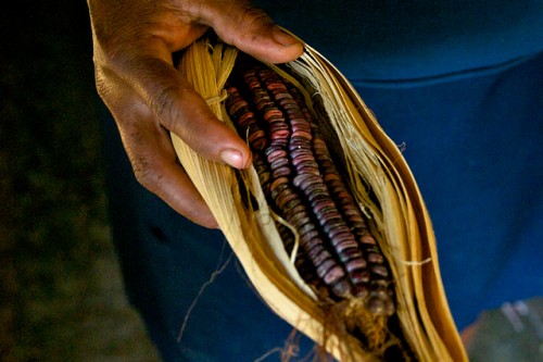 Los sistemas agroalimentarios tradicionales conservan la biodiversidad y apoyan la nutrición en México
