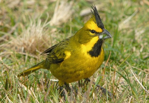 El cardenal amarillo, una especie en extinción